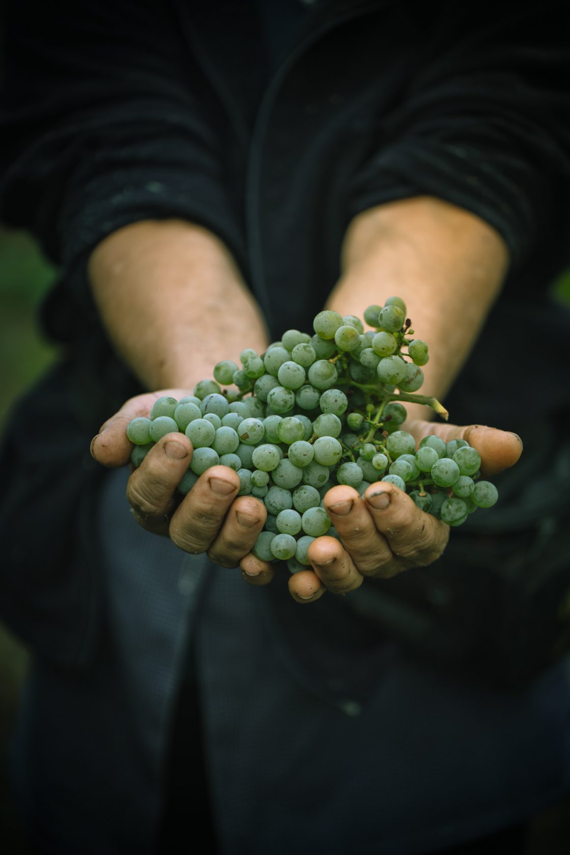 Harvest